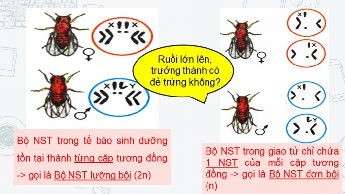 Giáo án điện tử sinh học 9 bài 8:  Nhiễm sắc thể