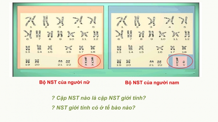 Giáo án điện tử sinh học 9 bài 12: Cơ chế xác định giới tính