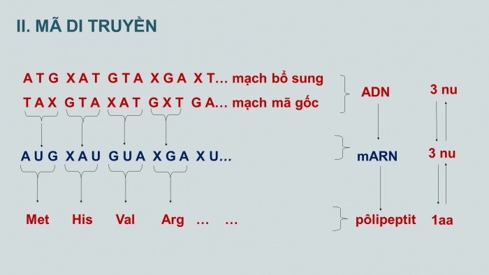 Giáo án điện tử Sinh học 12 bài 1: Gen, mã di truyền và quá trình nhân đôi ADN