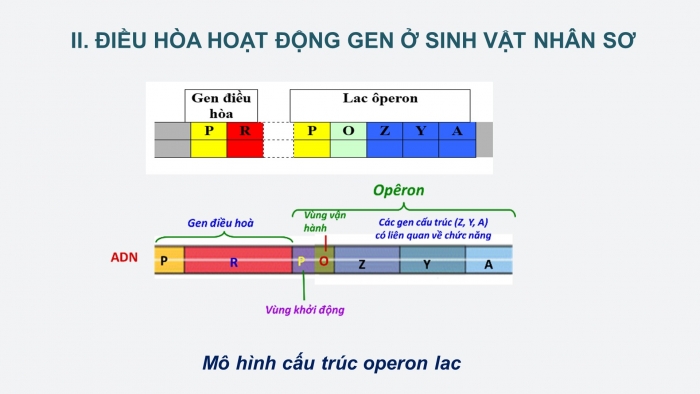 Giáo án điện tử Sinh học 12 bài 3: Điều hoà hoạt động gen