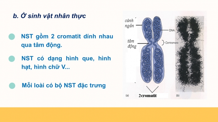 Giáo án điện tử Sinh học 12 bài 5: Nhiễm sắc thể và đột biến cấu trúc nhiễm sắc thể