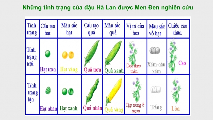 Giáo án điện tử Sinh học 12 bài 8: Quy luật Menđen: Quy luật phân li