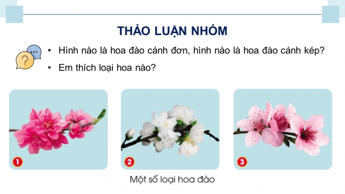 Giáo án điện tử Công nghệ 4 cánh diều Bài 2: Một số loại hoa phổ biến