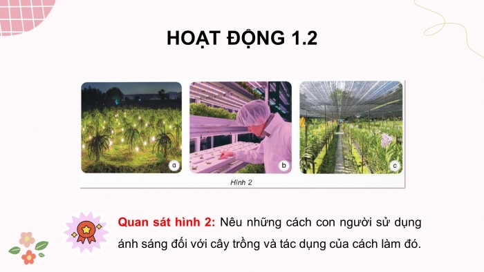 Giáo án điện tử Khoa học 4 kết nối Bài 9: Vai trò của ánh sáng