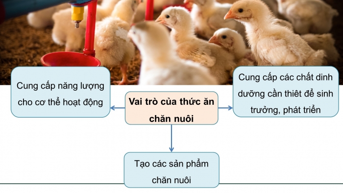 Giáo án điện tử Công nghệ chăn nuôi 11 kết nối Bài 7: Thức ăn và nhu cầu dinh dưỡng của vật nuôi