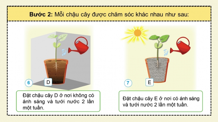 Giáo án điện tử Khoa học 4 cánh diều Bài 13: Nhu cầu sống của thực vật và chăm sóc cây trồng (P1)