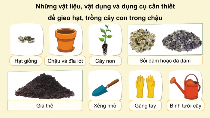 Giáo án điện tử Công nghệ 4 cánh diều Bài 5: Gieo hạt và trồng cây con trong chậu