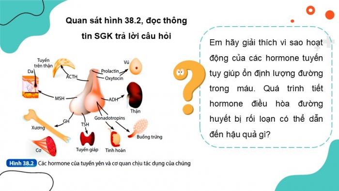 Giáo án điện tử KHTN 8 kết nối Bài 38: Hệ nội tiết ở người